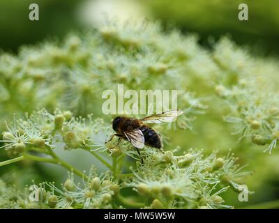 Une abeille mellifère a débarqué sur la fleur blanche d'un guelder rose au mois de mai en Allemagne Banque D'Images