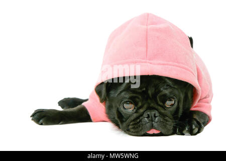 Jolie femelle noire petit mignon chiot Pug dog en rose animal hoodie vêtements sticking out tongue isolé sur fond blanc Banque D'Images