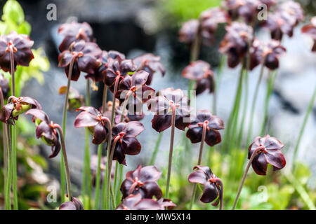 Sarracenia purpurea, Sarracénie pourpre Banque D'Images