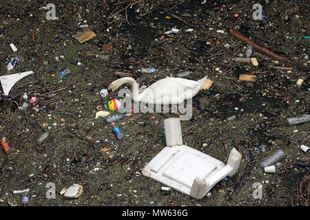 Un cygne nage et alimente les ordures et la pollution dresse jeté dans la Tamise dans Limehouse Londres Banque D'Images