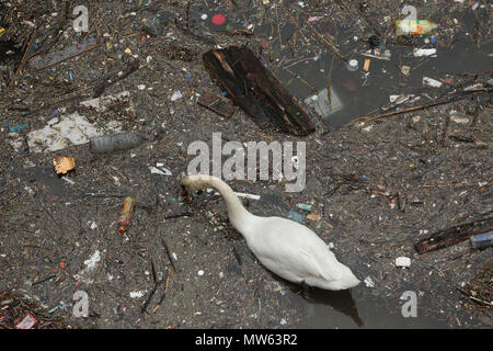 Un cygne nage et alimente les ordures et la pollution dresse jeté dans la Tamise dans Limehouse Londres Banque D'Images