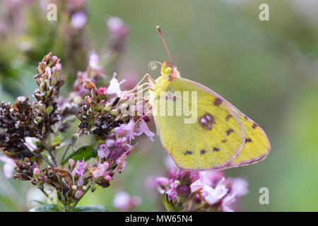 Goldene Acht, Goldene 8, Kleines Posthörnchen, Weißklee «Gelbling-Gelbling,, Gelber, «Heufalter Heufalter, Colias hyale, Pâle brouillé Banque D'Images