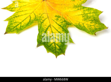 Partie d'automne érable feuilles jaunies. Isolé sur fond blanc Banque D'Images