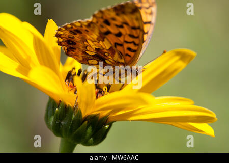 Le topinambour avec brown butterfly Banque D'Images