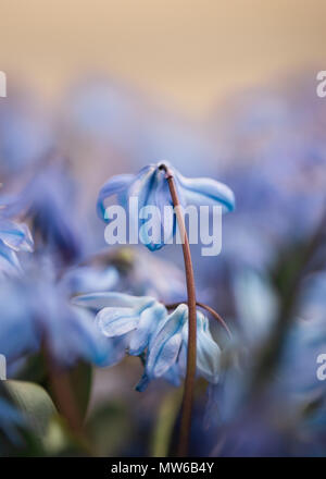Scilla siberica printemps fleurs de beauté Banque D'Images