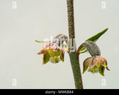 Wild Orchid. Epipactis microphylla. Aka Tiny-feuilles epipactis. Près d'espèces menacées. Banque D'Images