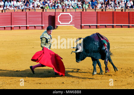 Au cours de corrida Feria de Abril Foire d'Avril de Séville, la Plaza de toros de la Real Maestranza de Caballería de arènes de Séville, Séville, Espagne Banque D'Images