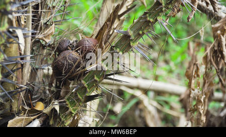 Salak bunch ou connu sous le nom de Snake fruit sur arbre, brun léger motif serpent peel, Juicy Fruit. Bali,Indonésie. Banque D'Images