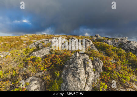 Fynbos sur le dessus de Table Mountain à Cape Town avec ciel dramatique Banque D'Images