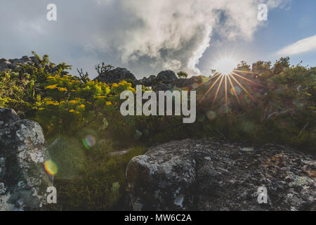 Fynbos sur le dessus de Table Mountain à Cape Town avec lens flare Banque D'Images