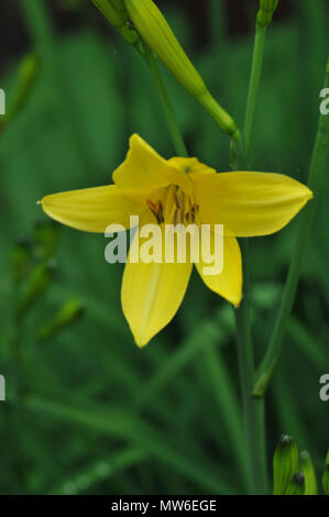 . Jaune citron jour lilly. Banque D'Images