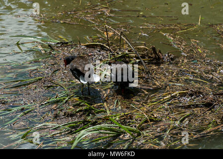 Une paire de poules d'eau (Gallinula chloropus) sur un tapis de roseaux flottants dans le Kennet & Avon Canal Banque D'Images