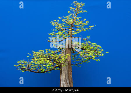 Metasequoia glyptostroboides. Dawn redwood bonsaï arbre sur un fond bleu sur l'affichage à un flower show. UK Banque D'Images