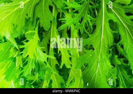 Feuilles de chou vert japonais mizun. Studio Photo Banque D'Images