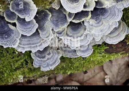 La Turquie, queue Trametes versicolor, champignons sauvages de Finlande Banque D'Images