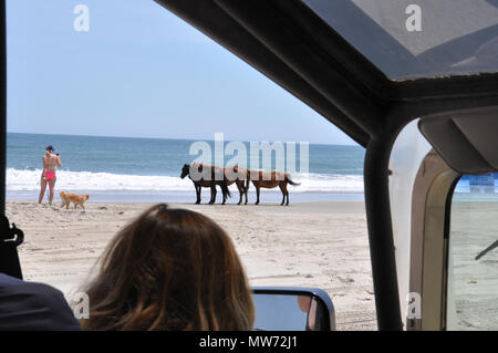 Affichage touristique Chevaux sauvages sur les chevaux sauvages Adventure Tours en corolle, Caroline du Nord. Banque D'Images