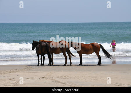 Chevaux sauvages sur la plage de la Corolla, la Caroline du Nord. Banque D'Images