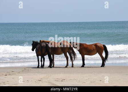 Chevaux sauvages sur la plage de la Corolla, la Caroline du Nord. Banque D'Images