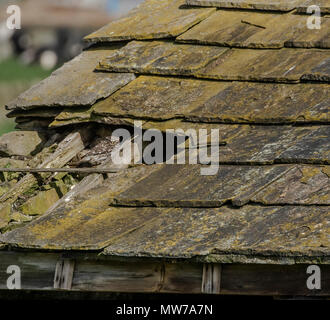 Un petit hibou (UK) perchés dans les poutres d'une ancienne grange. Banque D'Images