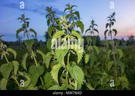 Urtica dioica, souvent appelé l'ortie, l'ortie commune Banque D'Images