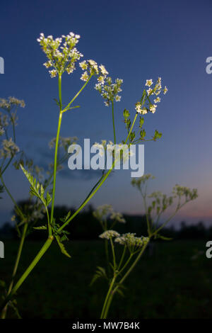 Anthriscus sylvestris, connu sous le nom de cow parsley, Banque D'Images