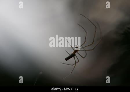 (Avec Tetragnathidae) : un seul tronçon, long ou d'une araignée Orb Weaver sur son site web Banque D'Images