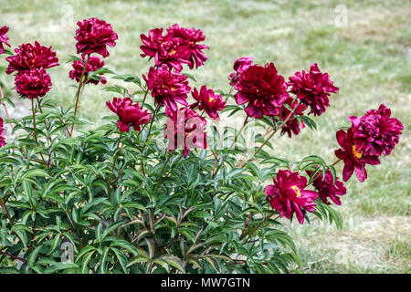 La pivoine rouge. Paeonia lactiflora ' ' Cherry Hill, de pivoines Banque D'Images