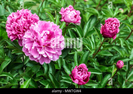 Pivoine. Paeonia lactiflora 'Attar of Roses', est l'un des parfums les plus parfumés de toutes les pivoines Pink Chinese Piony Banque D'Images