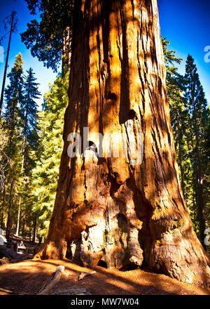 Femme debout seule à côté du plus grand arbre du monde, le général Sherman redwood Tree situé dans le parc national Sequoia. Banque D'Images