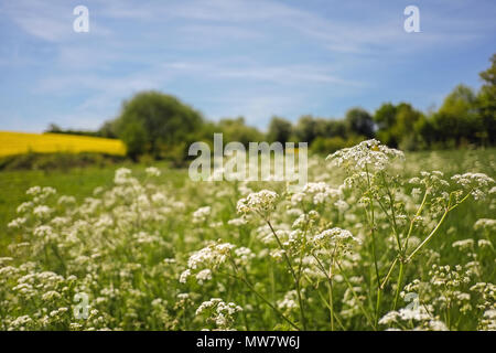 Wild cow parsley flowering plant Banque D'Images