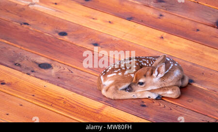 Petite deer fawn reposant sur bois deck off centré Banque D'Images