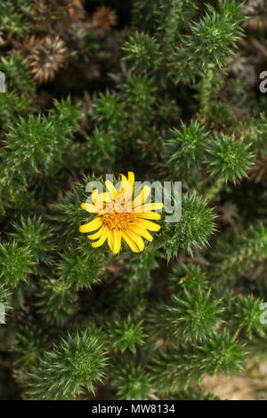 Succulent avec Marine fleur jaune à Boulder Beach, Cape, Afrique du Sud Banque D'Images