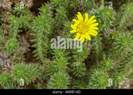 Succulent avec Marine fleur jaune à Boulder Beach, Cape, Afrique du Sud Banque D'Images