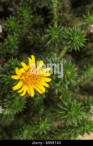 Succulent avec Marine fleur jaune à Boulder Beach, Cape, Afrique du Sud Banque D'Images