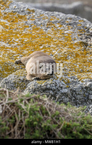 Rock Hyrax fynbos sur brindilles, garden route, South Africa Banque D'Images