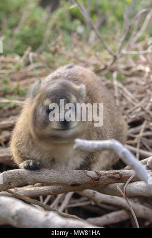 Rock Hyrax fynbos sur brindilles, garden route, South Africa Banque D'Images