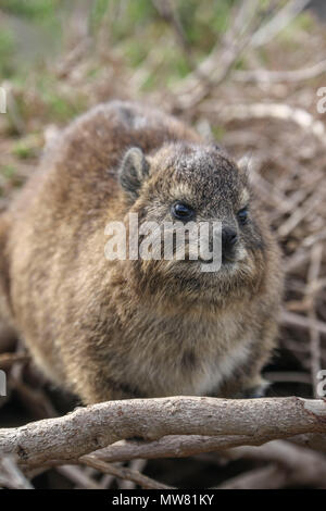 Rock Hyrax fynbos sur brindilles, garden route, South Africa Banque D'Images