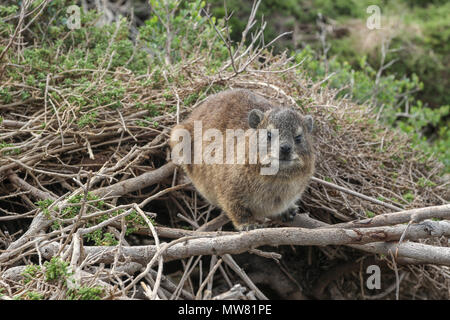 Rock Hyrax fynbos sur brindilles, garden route, South Africa Banque D'Images