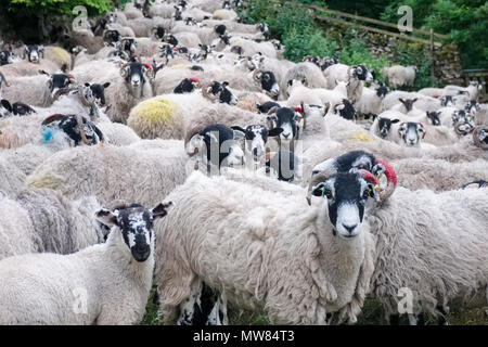 Troupeau de moutons dans les vallées du Yorkshire, Angleterre. Banque D'Images