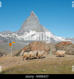 Un troupeau de moutons le Valais balade dans les Alpes, avec le Cervin en arrière-plan, le mercredi 24 août 2016, Zermatt, Suisse. Banque D'Images