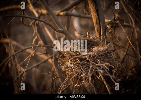 Un nid d'oiseaux sur les branches d'un arbre de près. Banque D'Images