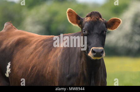 Un gros plan d'une vache brune dans un champ Banque D'Images