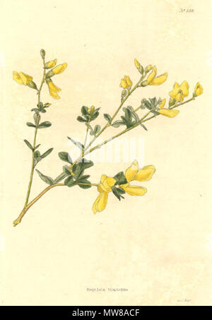 . Gravure couleur de Baptisia tinctoria indigo sauvage, une légumineuse. 1822. gravure de George Cooke à partir de dessins de George Loddiges, William Loddiges et autres. 71 Baptisia tinctoria-Conrad-Loddiges--1822 Banque D'Images