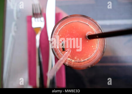 Le jus de pamplemousse dans le verre sur la table avec la noyade wasp dans le verre au restaurant à Jurmala, Lettonie. Banque D'Images