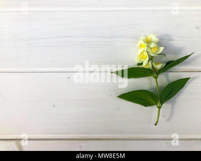 Branches de jasmin en fleurs sur table en bois. Studio Photo Banque D'Images