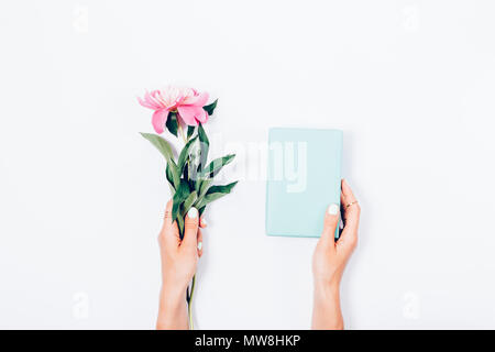 Femme tenant une fleur de pivoine rose et bleu coffret en un dans chaque main, vue du dessus. Peu élégant arrangement mise à plat sur fond blanc. Banque D'Images