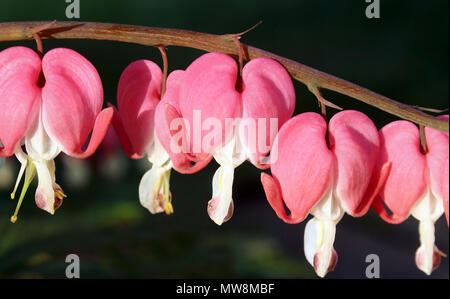 Fleurs en forme de coeur rose vif de la plante au coeur tendre Banque D'Images