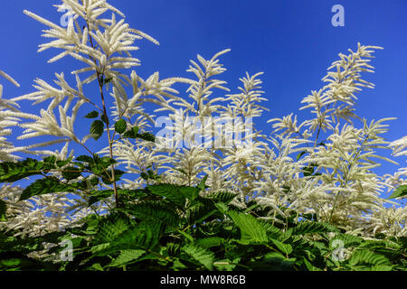 Aruncus dioicus barbe de chèvre, de la mariée, fleurs, plumes contre le ciel bleu Banque D'Images