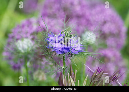 Nigella damascena et Allium fleurs dans un chalet. Banque D'Images