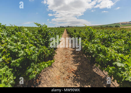 Dans les vignobles de vins Stellenbosch sur une belle journée à Cape Town Banque D'Images